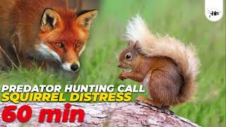 Predator Hunting Call  Squirrel Distress [upl. by Glenine]