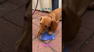 Tilly the dachshund  puppy cute bazaar funny friends play summer garden help wienerdog [upl. by Robins]