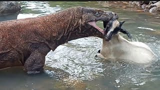 extraordinary  Komodo approached the goat in a puddle of water [upl. by Cowden862]