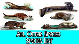 All Otter Species  Species List [upl. by Vyky]