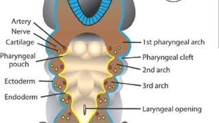 Endodermal pouches  pharyngeal pouches  Tubotympanic recess Parathyroid developmentThymus embryo [upl. by Atiz550]