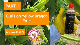 Curling of Bracts PART 1 and big fruit size on Yellow varieties [upl. by Burck]