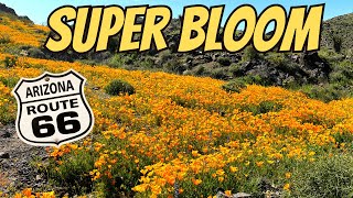 Super Bloom Wildflowers US Route 66 Oatman AZ [upl. by Jovita22]