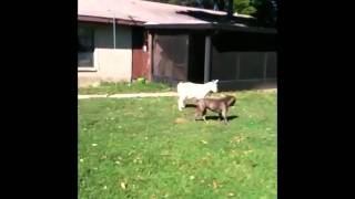 Pitbull vs Goat [upl. by Akemad]