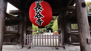 JAPAN KAMAKURA HASEDERA TEMPLE [upl. by Ekyt932]