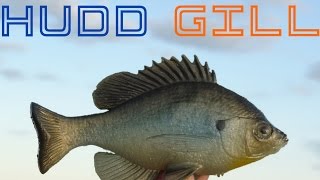 Detailed review of the Huddleston Bluegill [upl. by Sheaff]