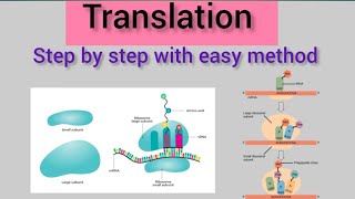 Translation of Protein Synthesis12BiologyMolecular Basis of Inheritance [upl. by Lekim]