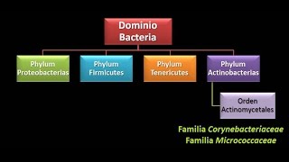 Dominio Bacteria Phylum Actinobacteria 2  Familia Micrococcaceae [upl. by Attey543]