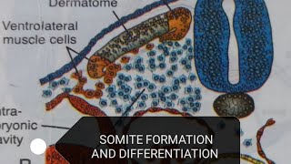 SOMITE DIFFERENTIATION [upl. by Adlesirc]