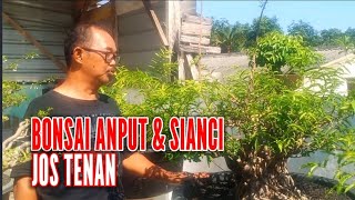 DOLAN SLAWI TEGAL ‼️REVIEW BONSAI ANTING PUTRI amp SIANCI PAK NDAN RODI [upl. by Geno756]