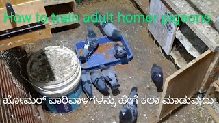 How to kala homer pigeons  ಹೋಮರ್ ಪಾರಿವಾಳಗಳನ್ನು ಹೇಗೆ ಕಲಾ ಮಾಡುವುದು  Training Homer to come home back [upl. by Yebloc834]