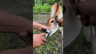 PEMBERANTASAN CACING UNTUK PERTUMBUHAN PEDET SECARA ORALviralshort animals cow [upl. by Eirrot144]