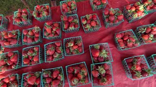 The Fruitiest Texas Festival  Poteet Strawberry Festival [upl. by Alcine]