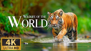 Amazon 4K Wildlife  Creatures Inhabiting the Jungle  Amazon Rainforest  Relaxation Film [upl. by Kayla887]