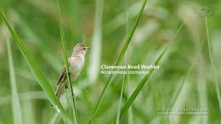 Clamorous Reed Warbler [upl. by Fiorenza]