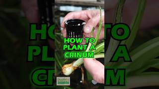 How To Plant A Crinum [upl. by Accem]