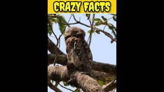 potoo birdbirds factsanimalfacts quizzes animals worldhistoryquiz facts quizmonkey [upl. by Nnyled]