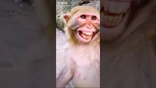 Laughing monkey 🤣 shorts vairalshort funnyvideo [upl. by Ytte]