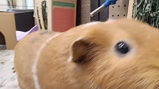 How did I treat Peanuts Respiratory Issue Cute guinea pig [upl. by Freudberg]