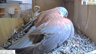 Male lesser kestrel brings a rodents to his nestlings for breakastsLIVE Lesser Kestrel Israel CAM [upl. by Luoar566]