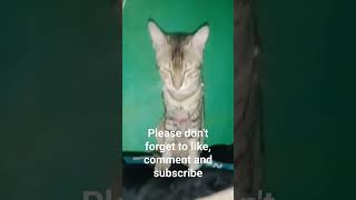 Adorable Kittens Reaction First Look After Waking Up  Cute Cat Momentquot video catlover jimmy [upl. by Elakram124]