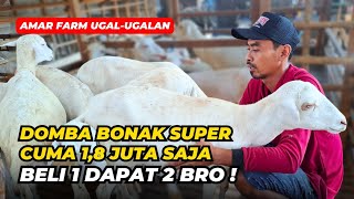 Review Harga Domba Babon Anak Cuma 18 Juta Di Amar Farm  AGROTV9 [upl. by Loy]