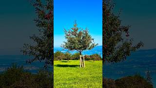 📍Etzel Switzerland 🇨🇭INmedia22 YouTube shorts love nature video viralvideo youtube [upl. by Otreblide]