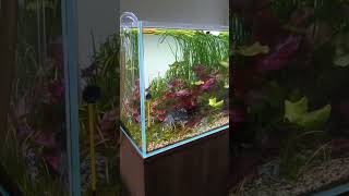 Setting up a planted aquarium aquarium feeds [upl. by Ariak]