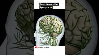 Neurotransmitter Synapse  3D animation shorts [upl. by Ecnerewal]