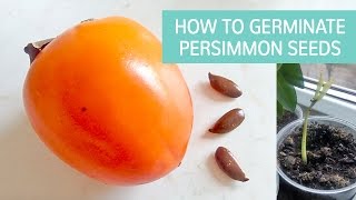 How To Germinate Persimmon Seeds [upl. by Anaitsirhc]