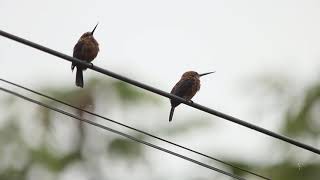 Brown Jacamar in Parroquia Tarqui Pastaza  Ecuador [upl. by Akemyt807]