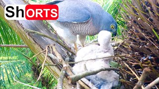 Hawk Killing and Eating Mouse With Last Baby Bird – Chick Doesn’t Want to Be Close to Mom [upl. by Ecire465]