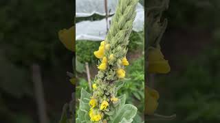 Why should you harvest mullein Here’s why and how [upl. by Dannye]