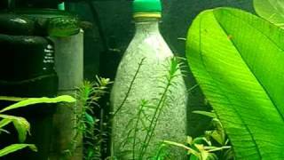 Effective CO2 aquarium diffuser 100 solubility [upl. by Tiffie]