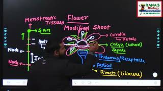 CLASS 11CHAPTER 5  MORPHOLOGY OF FLOWERING PLANTS FLOWER  INFLORESCENCETYPES RACEMOSE CYMOSE [upl. by Eniac]