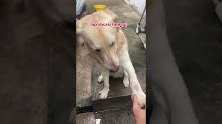 Smart BenBen BenBen goldenretriever pet benben doglovers doglover [upl. by Gneh117]