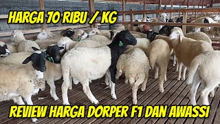 REVIEW HARGA DOMBA DORPER DAN AWASSI MURAH HARGA MULAI 70 RIBU DI SLAWE FARM MOJOKERTO [upl. by Redleh413]