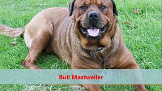 The Bullmastiff x Rottweiler Bull Mastweiler [upl. by Aracal]