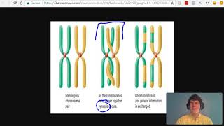 MCAT Question of the Day Chromosome vs Chromatid vs Tetrad [upl. by Akihsal881]