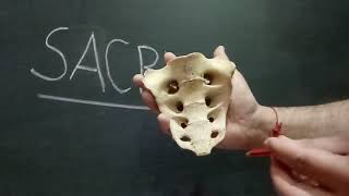 SACRUM PART2  BY DR MITESH DAVE [upl. by Laubin]