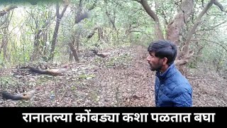 रानातल्या कोंबड्या कशा पळतात बघा See how the chickens run in the forest [upl. by Sikras]