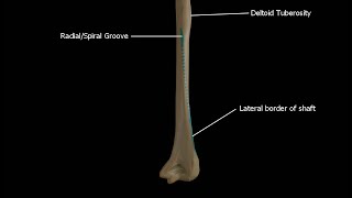 Anatomy of the Radial Groove or Spiral Groove of the Humerus Bone  Overview Location Structure [upl. by Lumpkin]