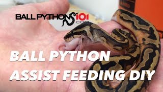 How to Assist feed a Ball Python [upl. by Burnard]