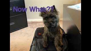 So Youve Decided to get a Cairn Terrier Puppy [upl. by Barnie]