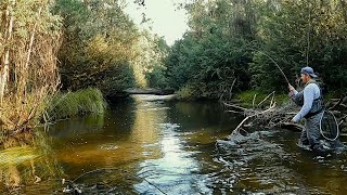 Trout Fishing the Acheron River with Dry Flies and Nymphs [upl. by Suciram]