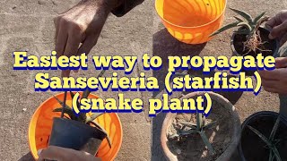 Easiest way to propagate sansevieria cylindrica boncel starfish plant snake plant [upl. by Cheney]