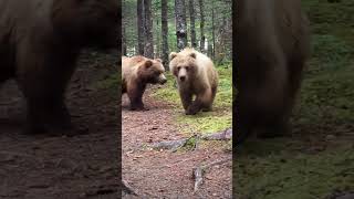 Close Encounter With Brown Bears [upl. by Baniez]