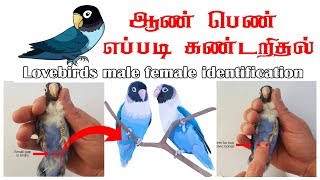 Love birds male and female identification in Tamil [upl. by Corbin614]