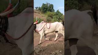 Kamaladinni dali  TVS ರಾಜಾ✌🤩 trending bull terabandirace videoviral views llike sucbcribe [upl. by Anaujal840]