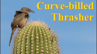 Curvebilled Thrasher Song Calls Behavior No Narration [upl. by Wally]